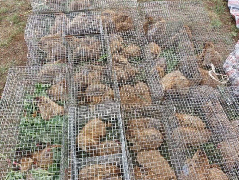 Нийт 80 тоо толгой тарвага нутагшуулжээ
